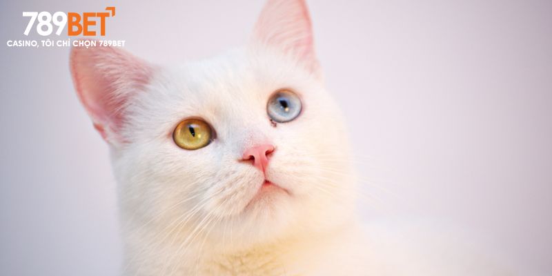 nằm mơ thấy mèo